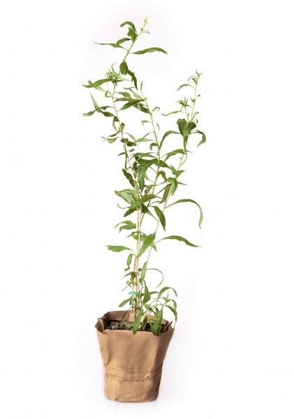 Bio-Goji-Pflanze "Turgidus" (lycium barbarum)